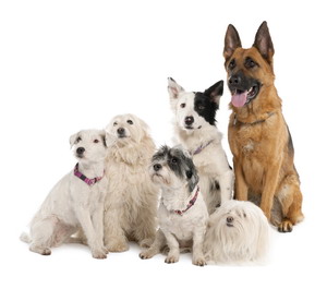 Dog Training FAQ