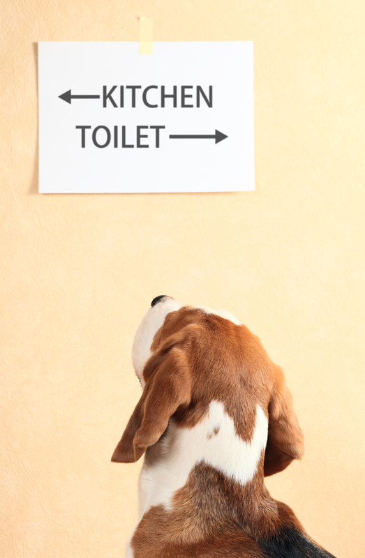 Dog Potty Training