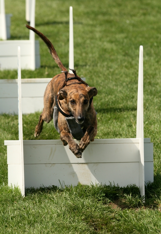 Dog Fly Ball Training Course Malaysia