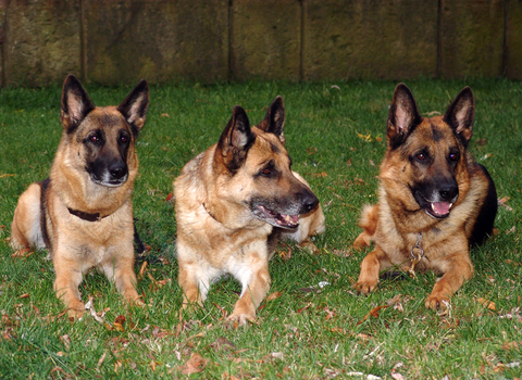 CGC Canine Good Citizen Training