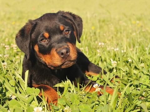 Puppy Training