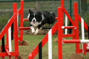 Dog Agility