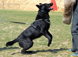 Training of aggressive dogs