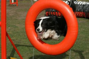 Dog Agility Training