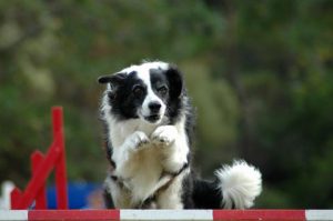 Dog agility