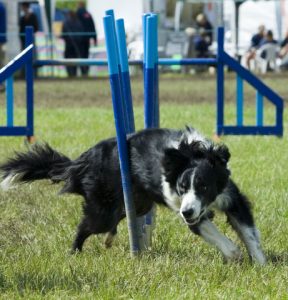 Dog Agility