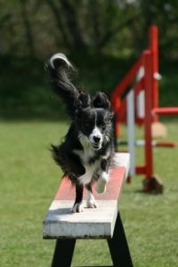 Dog Agility Soorts